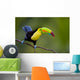Keel Billed Toucan, from Central America. Wall Mural