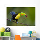 Keel Billed Toucan, from Central America. Wall Mural