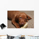 Cute Puppy Chew Bone Toy Wall Mural