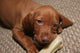 Cute Puppy Chew Bone Toy Wall Mural