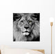 Lion Eyes Wall Mural