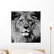 Lion Eyes Wall Mural
