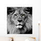 Lion Eyes Wall Mural