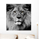 Lion Eyes Wall Mural