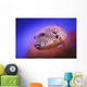 Blackspotted puffer ;Israel Wall Mural