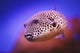 Blackspotted puffer ;Israel Wall Mural