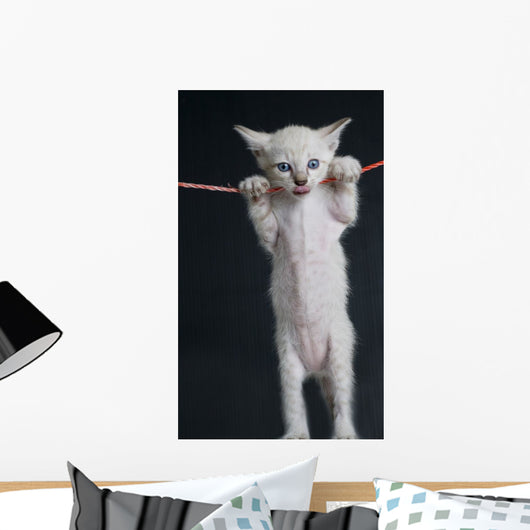 Cat on a rope Wall Decal