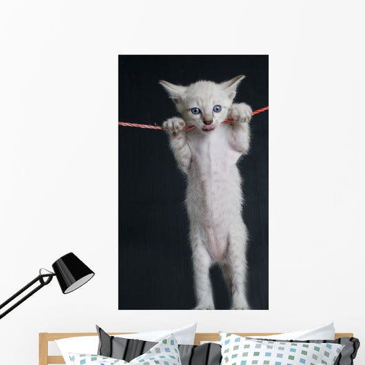 Cat on a rope Wall Decal