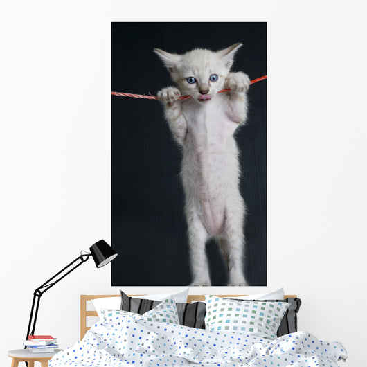 Cat on a rope Wall Decal