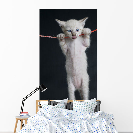Cat on a rope Wall Decal