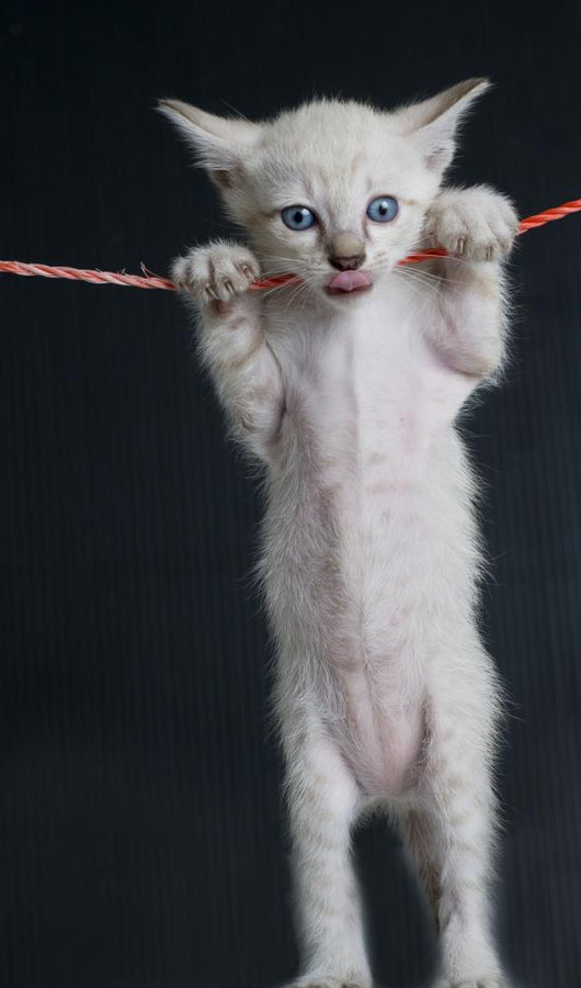 Cat on a rope Wall Decal