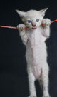 Cat on a rope Wall Decal