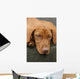 Tired Sleep Relax Rest Dog Wall Mural