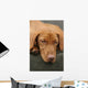 Tired Sleep Relax Rest Dog Wall Mural