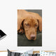 Tired Sleep Relax Rest Dog Wall Mural