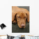Tired Sleep Relax Rest Dog Wall Mural