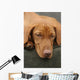 Tired Sleep Relax Rest Dog Wall Mural
