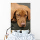Tired Sleep Relax Rest Dog Wall Mural