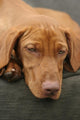 Tired Sleep Relax Rest Dog Wall Mural