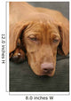 Tired Sleep Relax Rest Dog Wall Mural