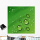 Water Leaf