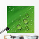 Water Leaf