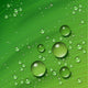 Water Leaf