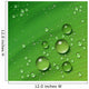 Water Leaf