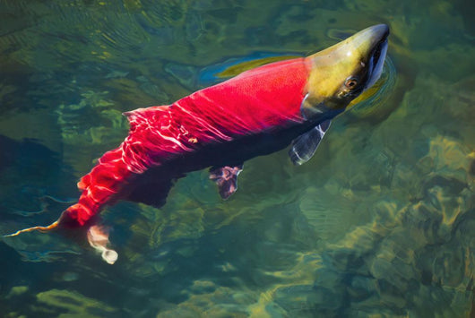 Sockeye Salmon Makes It Wall Decal