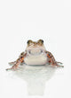 Fire-leg Walking Frog White Wall Decal