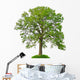 big leafy tree Wall Decal