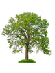 big leafy tree Wall Decal