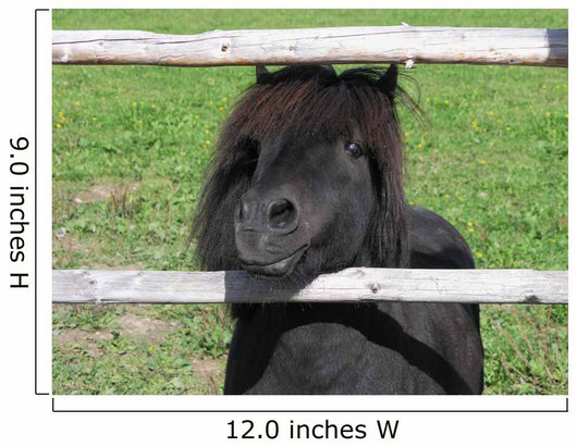 Pony