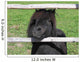 Pony