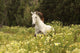 Gallop Wildflower Meadow