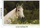 Portrait Wildflower Meadow