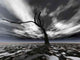 Dead Tree Wall Decal