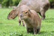 Junges Capybara Wall Mural