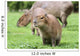 Junges Capybara Wall Mural