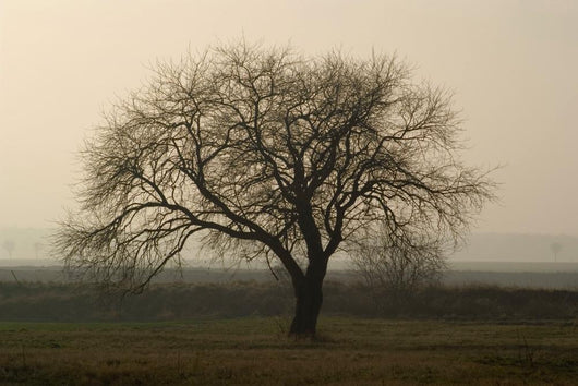 Baum im Winter