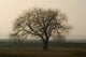 Baum im Winter