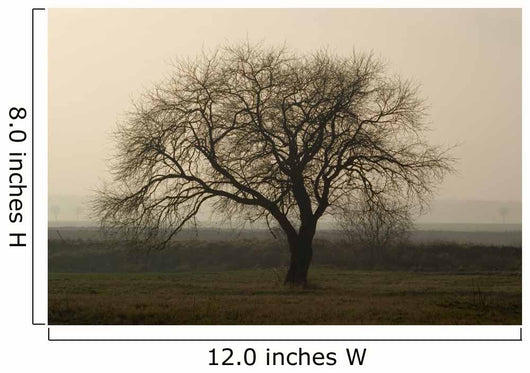 Baum im Winter