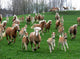 Haflinger Wall Mural