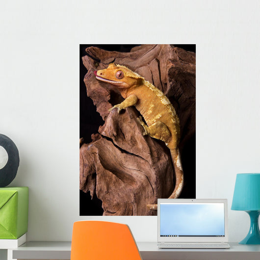 Crested gecko on petrified wood Wall Mural