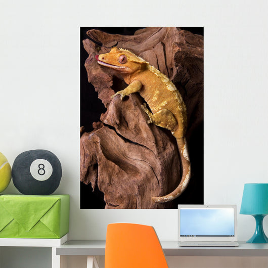 Crested gecko on petrified wood Wall Mural