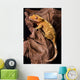 Crested gecko on petrified wood Wall Mural