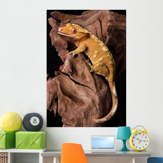 Crested gecko on petrified wood Wall Mural