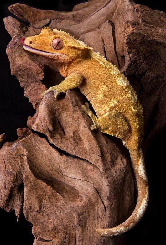 Crested gecko on petrified wood Wall Mural