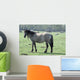 Wild Horse Wall Mural