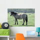 Wild Horse Wall Mural